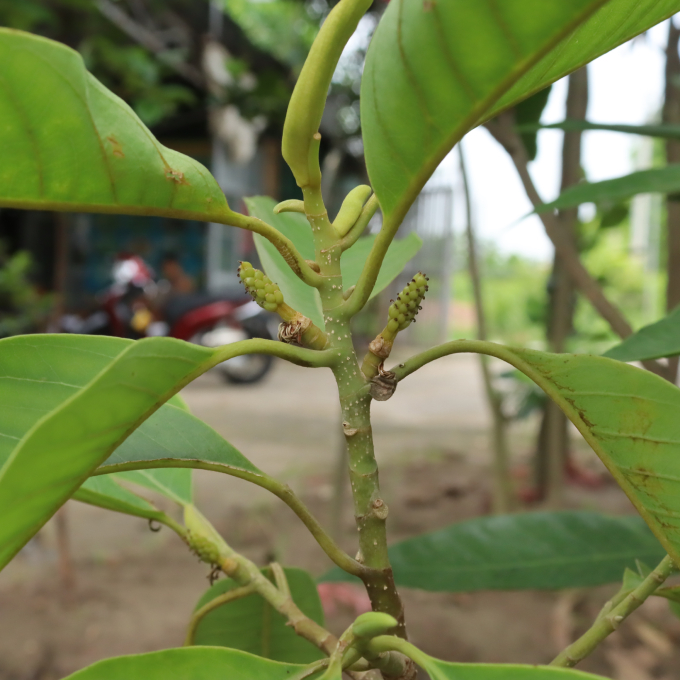 Ngọc Lan Vàng 6