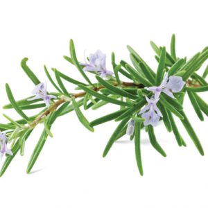 Hạt giống cây hương thảo