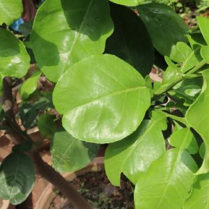 50 lá bưởi tươi – Khách đặt mới hái