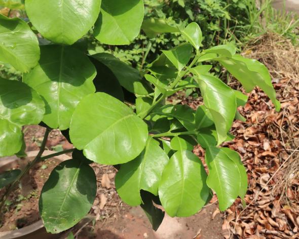 Bưởi Thu Hoạch Lá 3
