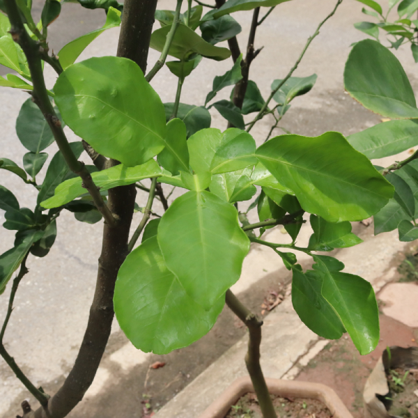 Bưởi Thu Hoạch Lá 5