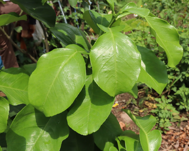 Bưởi Thu Hoạch Lá 2