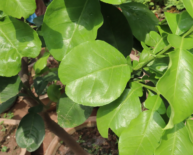 Bưởi Thu Hoạch Lá 1