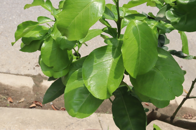 Bưởi Thu Hoạch Lá 4