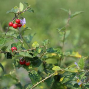 Hạt giống cây cà gai leo
