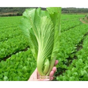 Hạt giống cải tòa sại