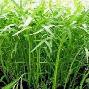 Hạt giống muống lá tre