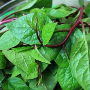 Hạt giống mồng tơi tím