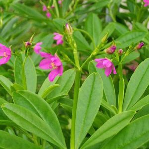 Hạt giống sâm đất