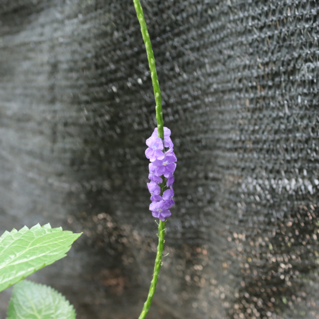 Cỏ đuổi Chuột 3