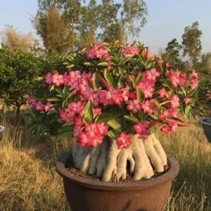 Hạt giống sứ kim tự tháp