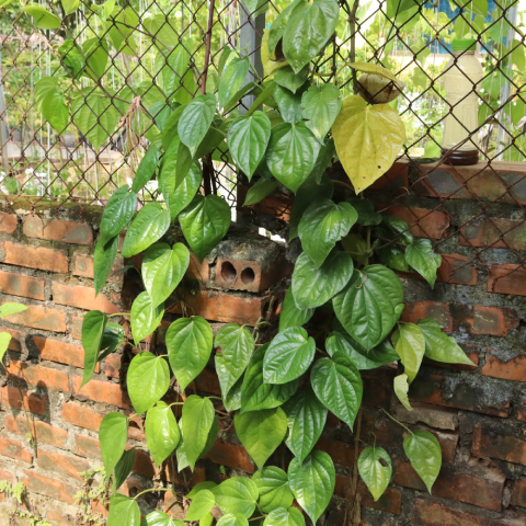 Trầu Không 6