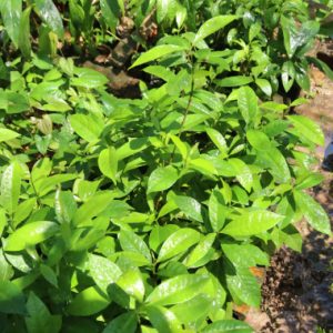 Bầu giống cây sắn thuyền