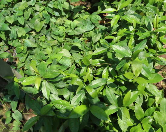 Sắn Thuyền 5