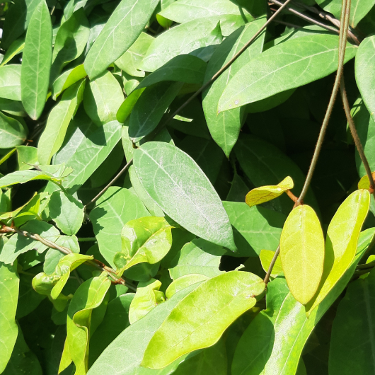 Hà Thủ ô Trắng 1