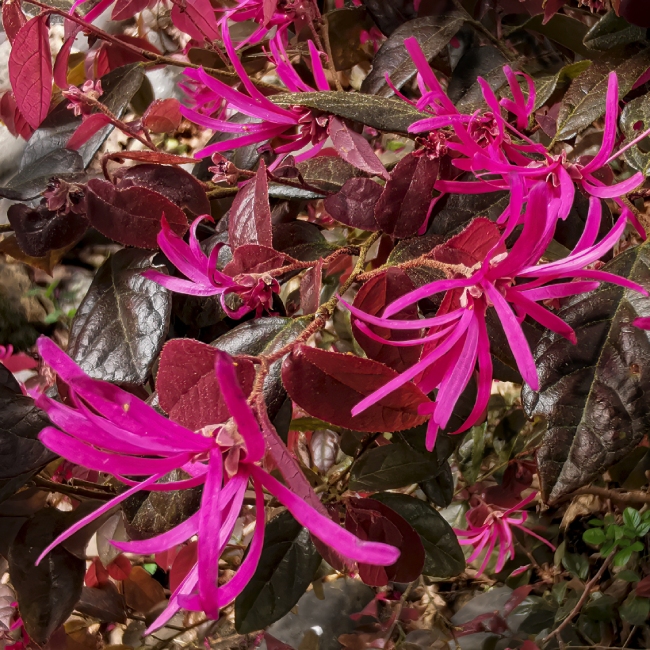 (mhnt) Loropetalum Chinense F. Rubrum Blossom