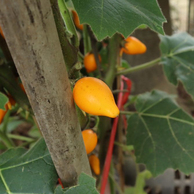 Cà Dư Thừa 8