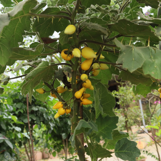 Cà Dư Thừa 7