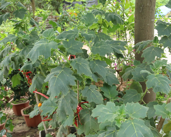Cà Dư Thừa 9
