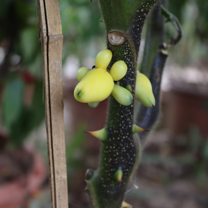 Cà Dư Thừa 5