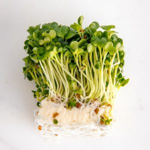 Hạt giống rau mầm củ cải trắng ( VA.4 ) – Việt Á High Quality Seeds