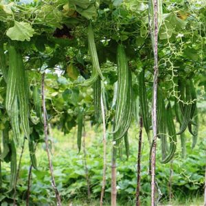 Hạt giống lặc lày – mướp mèo – High Quality Seeds