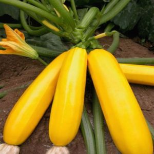 Hạt giống bí ngồi vàng Star F1 – High Quality Seeds