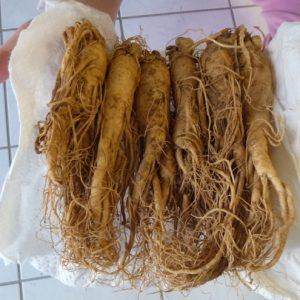 Cây nhân sâm (sâm Hàn Quốc, sâm Trung Quốc)