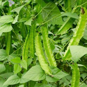 Hạt giống đậu rồng ( 118 ) – High Quality Seeds