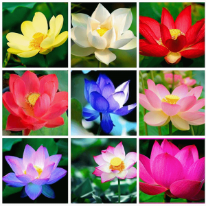 Hạt giống hoa sen Nhật mini mix – High Quality Seeds
