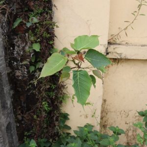 Bồ đề giống tại nhà vườn