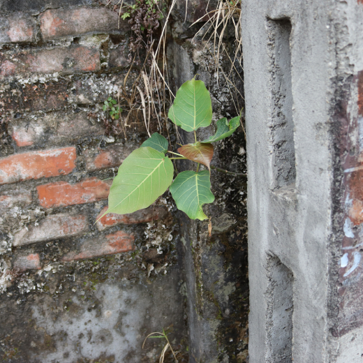 Bồ đề 2