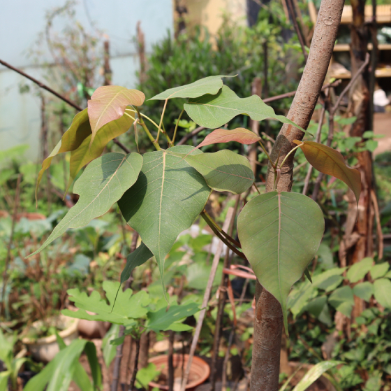 Bồ đề 3