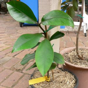 Cây giống măng cụt