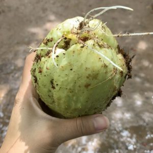 Su su giống chuẩn hàng, số lượng có hạn
