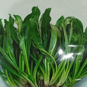 Hạt giống rau mùi tàu Đại Phát – High Quality Seeds