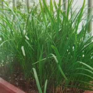 Hạt giống hẹ ta ( 1 gói/10 gram hạt ) – Make Life Better