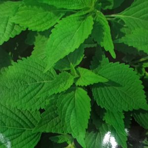 Hạt giống rau kinh giới Thạch Mỹ ( C.H 161 ) ( 1 gói/5 gram hạt ) – High Quality Seeds