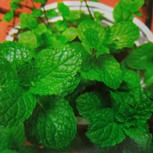 Hạt giống rau húng bạc hà ( húng lủi ) – High Quality Seeds