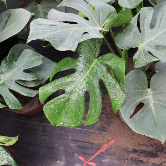 Trầu Bà Lá Thủng 3