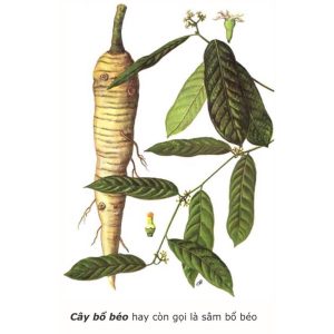 Sâm bổ béo (bùi béo)