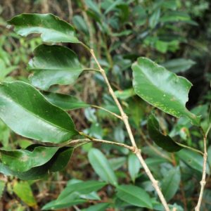 Cây dây gắm