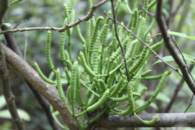 Dây Gắm 2