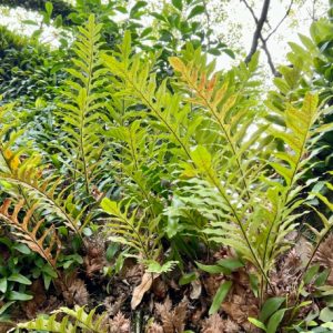 Cây giống cốt toái bổ (tắc kè đá)