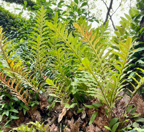 Cốt Toái Bổ 1