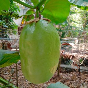 Cây dưa tây (dưa gang tây, lạc tiên 4 cạnh)