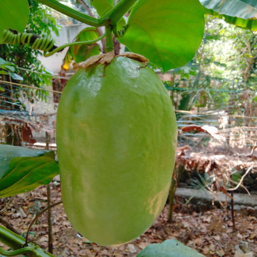 Dưa Tây 4