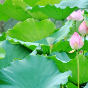 Lá sen khô giảm béo