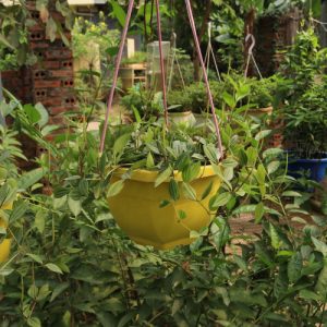 Chậu cảnh cây bình an