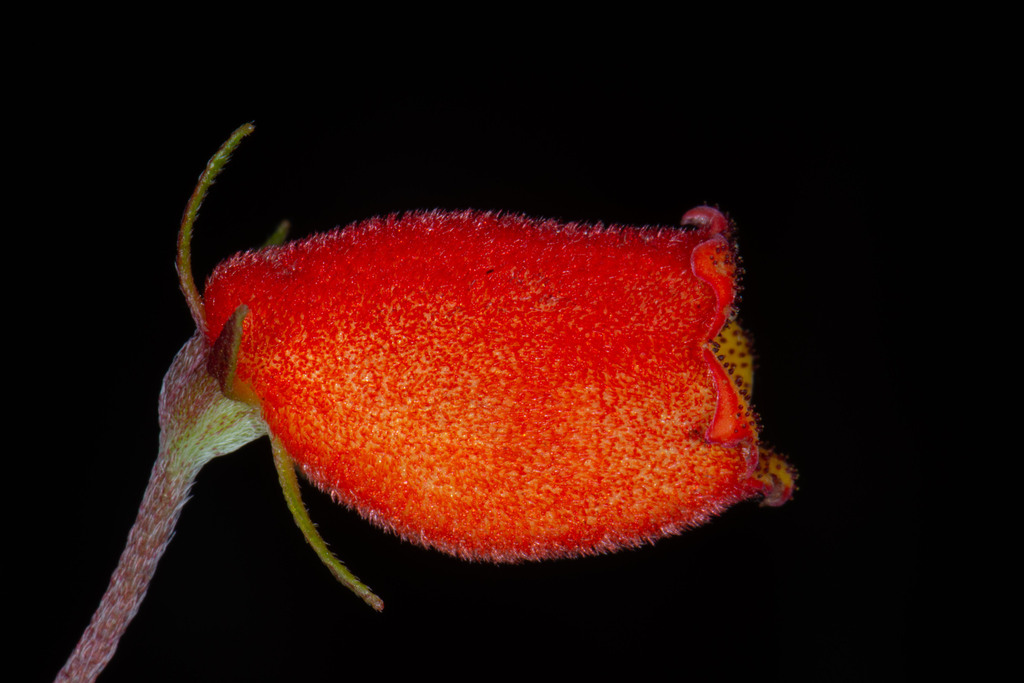 Hài Tiên 7